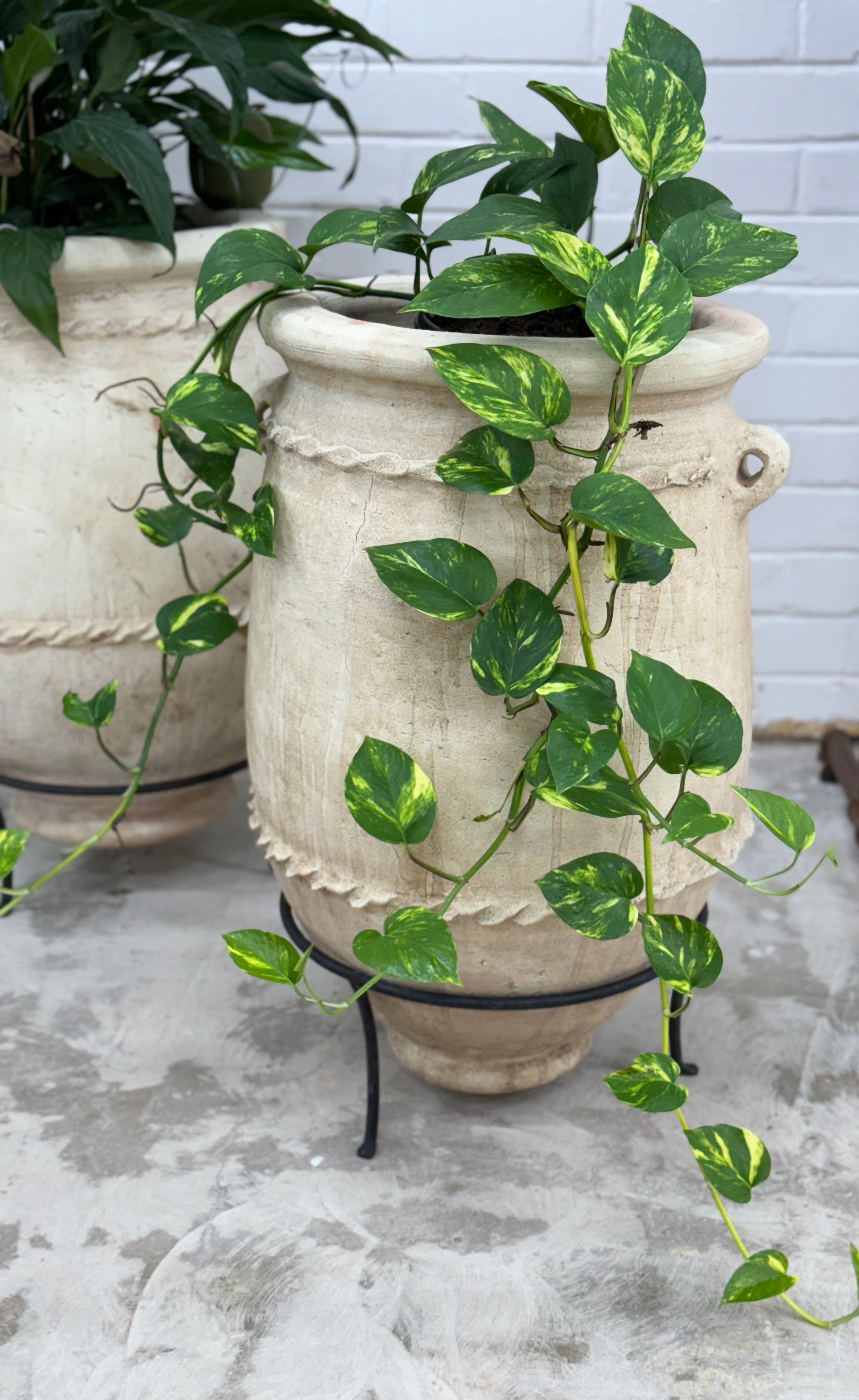 Moroccan Terracotta Pot - Small | Creeping Fig